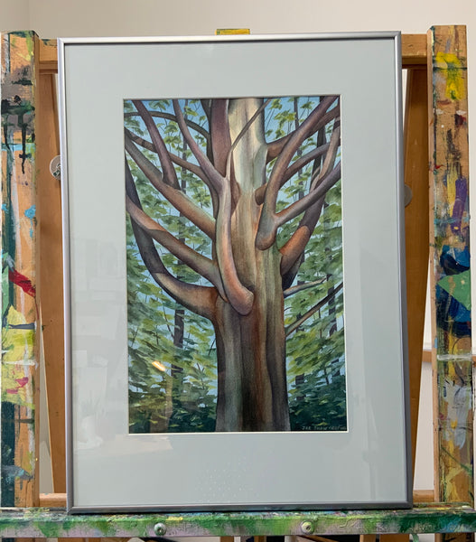 Old Cedar
