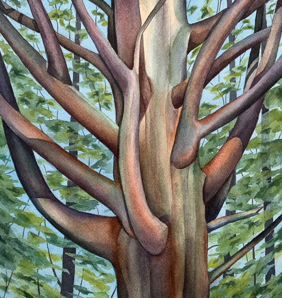 Old Cedar